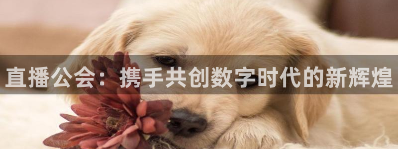 小九直播在线观看：直播公会：携手共创数字时代的新辉煌